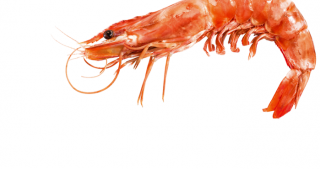 Photo PNG Shrimps PNG images