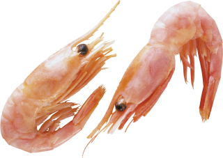 Shrimp Animal Png PNG images