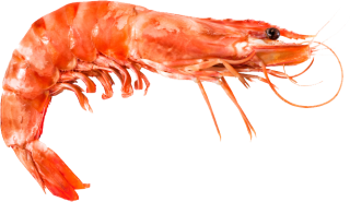 Shrimp Animal Png PNG images