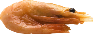 High-quality Shrimps Png Download PNG images