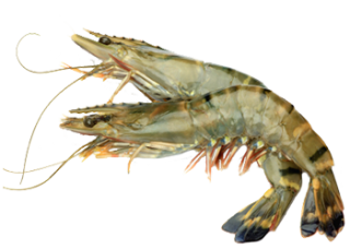 PNG Shrimps Photo PNG images