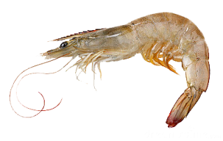 Background Transparent Shrimps PNG images