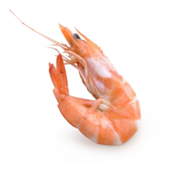 Icon Shrimps Download PNG images