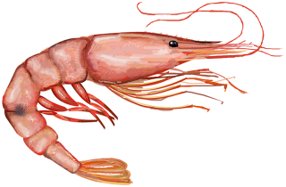 PNG Free Shrimps Download PNG images