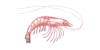 Free Download Shrimps Png Images PNG images