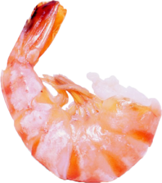 Photo Shrimps PNG PNG images