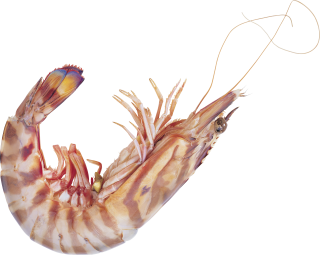 Shrimps Png Image PNG images