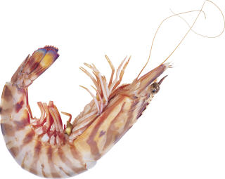 Shrimps PNG, Shrimps Transparent Background - FreeIconsPNG