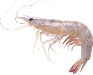 Shrimps Clipart Free Pictures PNG images