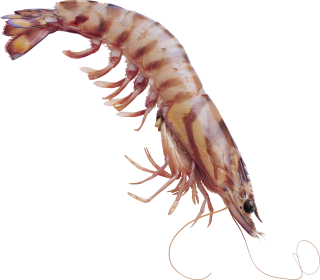 PNG Shrimps Image Transparent PNG images