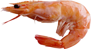 Shrimps Free Icon Download Vectors PNG images