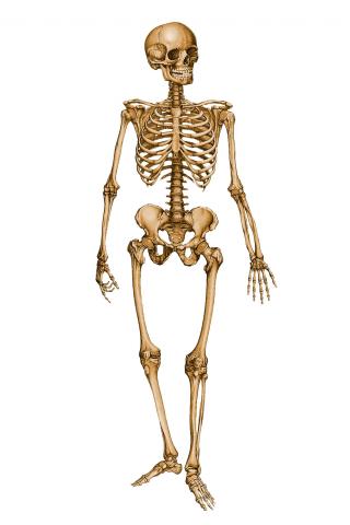 Human Skeleton PNG images