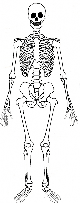 Human Skeleton PNG images