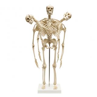 Mini Anatomical Skeleton With Flexible Spine PNG images