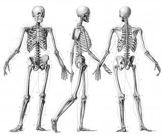 Skeleton PNG images