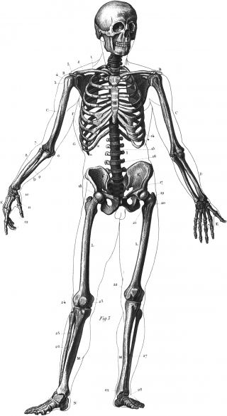 Skeleton Diag PNG images