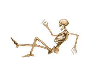 Vector Png Free Skeleton Download PNG images