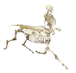 Horse Human Skeleton PNG PNG images