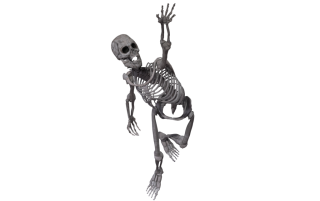 Skeleton Face Png PNG images