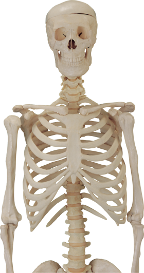 Skeleton White PNG PNG images