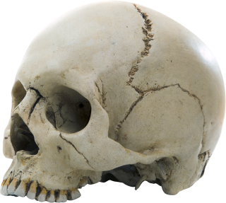 Broken Skull Pictures PNG images