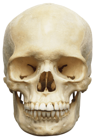 Elderly Skull PNG Transparent Image PNG images