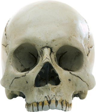Hd Skull Picture Transparent Background PNG images