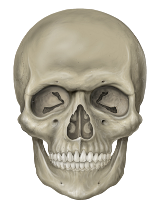 Human Skull Picture PNG images