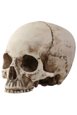 Naturally Skull Photo PNG images