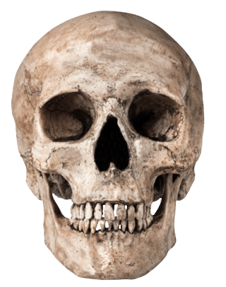Old Skull Pictures PNG images
