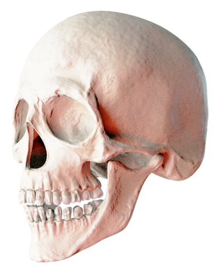 Sculptor Skull High Resolution Images PNG images