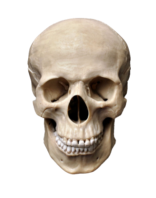 Skull Png Transparent Background PNG images