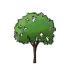 Png Icon Small Tree PNG images