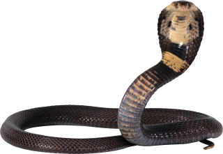 Cobra Snake PNG PNG images