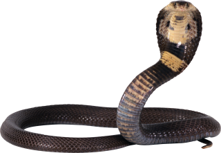 Open - Google Snake Emoji, png, transparent png