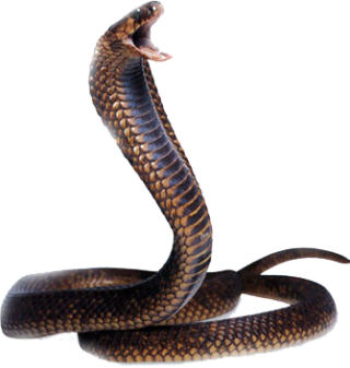 Cobra Snake PNG PNG images