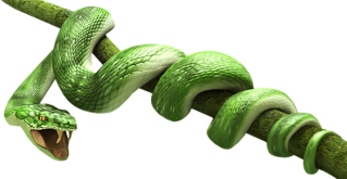 Green Snake Png PNG images