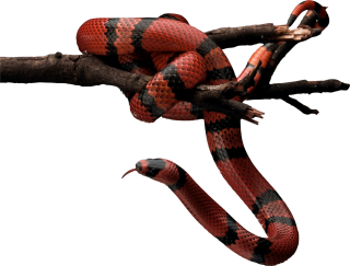 Cobra, 3d Snake, Snake 3d png transparente grátis