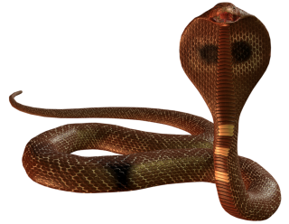 Snake Cobra Png PNG images