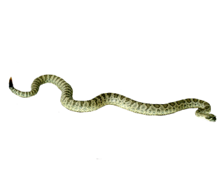Snake HD PNG PNG images