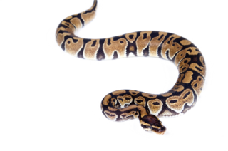 Snake In Png PNG images