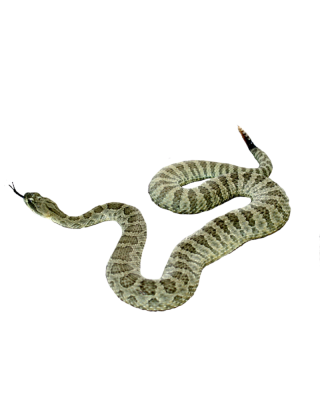 Best Free Snake Png Image PNG images