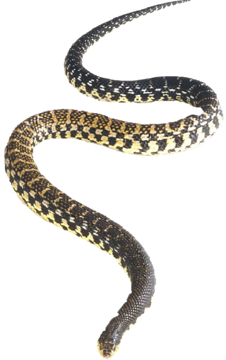 Snake Png Vector PNG images