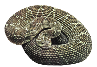 Snake Png Clipart Download PNG images