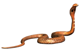 Free Images Snake Png Download PNG images