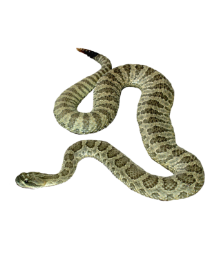 Best Free Snake Png Image PNG images