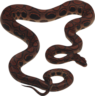 Snake PNG Image PNG images