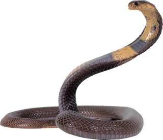Snake Png Image Picture PNG images