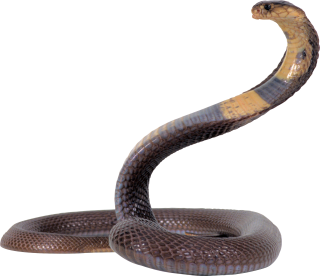 Snake Cartoon png download - 1920*1200 - Free Transparent Snake png  Download. - CleanPNG / KissPNG