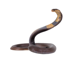 Snake Transparent Png PNG images